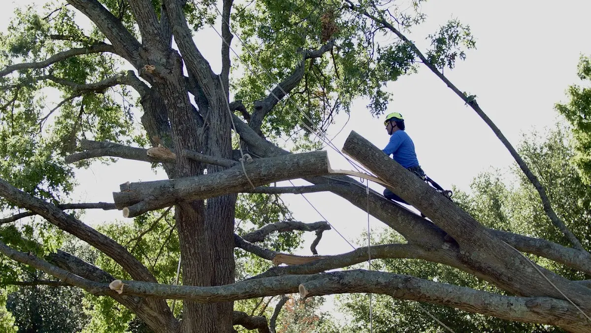 Professional Crown Thinning performed by certified arborists in Shenorock