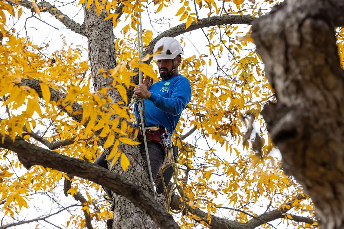 Skilled Tree Disease Treatment crew working in Shenorock