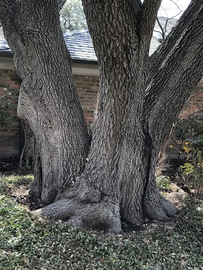 Mature heritage tree close to a Shenorock property cared for by certified arborists